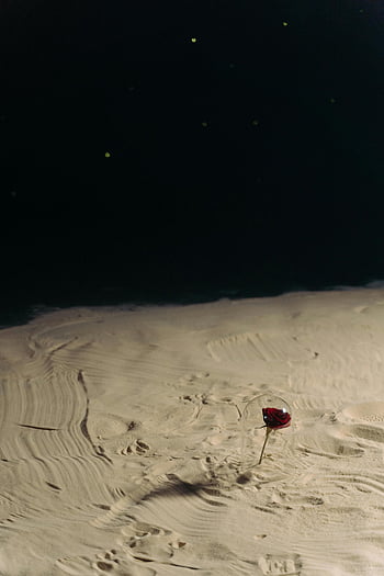 red rose, sand, starry sky, mystery, solitude, night scene, beach, floral art, romantic, nature photography, dark sky