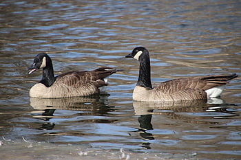 oche del Canada, oche, uccelli, branta canadensis, anatidae, uccelli acquatici, animali, piume, stagno, acqua, natura