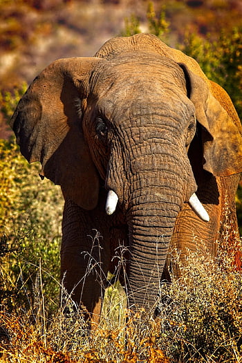 elefante, colmillos, el maletero, colmillos de elefante, Trompa de Elefante, paquidermo, animal grande, mamífero grande, salvaje, animal salvaje, fotografía de vida silvestre