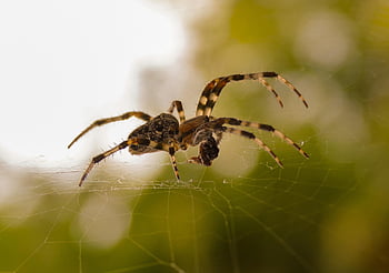 laba-laba, web, jaring laba-laba, laba-laba tawon, merapatkan, araneus, hewan, sarang laba-laba, taman, alam, serangga