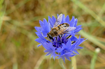 hoverfly, Dvoukřídlý, diptera, Chyba, fauna, Miláček, nektar, Příroda, pyl, opylit, reprodukovat