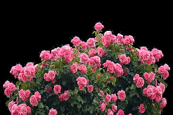 Rose, amore, natura, fiore di rosa, rosa, giardino, fiore, San Valentino, fiorire, fioritura, flora