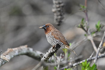 scaly-breasted Munia, bird, wildlife, birdwatching, birding, animal, outdoor, avian, nature, wildlifephotography, birdlife
