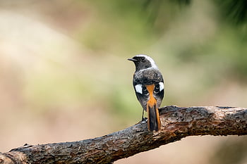 pták, daurian redstart, phoenicurus auroreus, mužský, park, Příroda, strom, ptačí, ornitologie