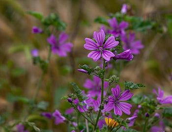red Campion, nature, silene Dioica, red Catchfly, bloom, beautiful Flowers, flower Wallpaper, plant, flower, pink, spring