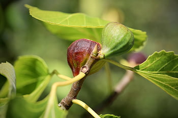 figs, real Coward, fig Tree, food, crop, fruit, ficus Carina, edible, harvest, nature, tire