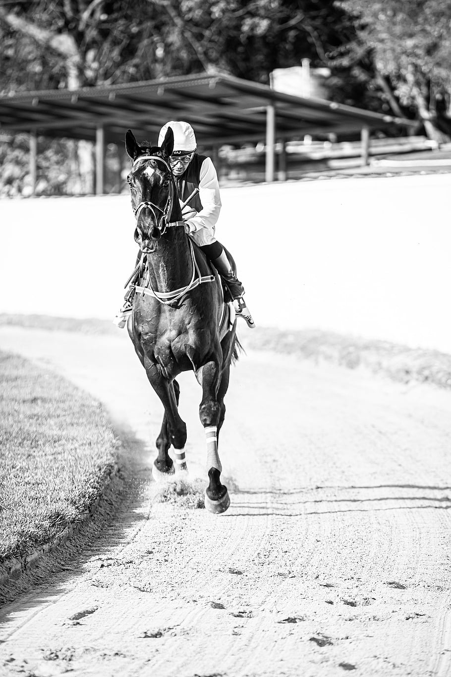 horse Race Photography, horseracing, horseriding, horselover, btc, bangalore, trinetraphotography, photography By Anil Sharma, horse, horse Running, horsebackriding