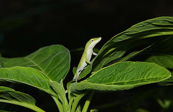 jaszczurka, gad, Natura, dzikiej przyrody, zielona jaszczurka anole, kreatura