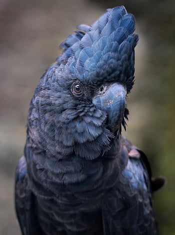 červený-sledoval černý kakadu, kakadu, pták, Banksian Black Cockatoo, Banks Black Cockatoo, peří, posazený, větev, ptačí, ornitologie, volně žijících živočichů