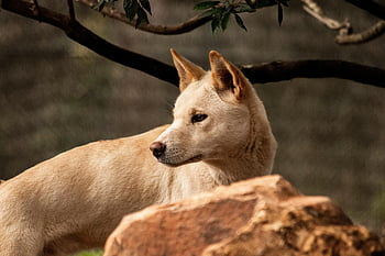 dingo, dog, canine, pet, australia, wild, native, zoo, predator, outback, carnivore