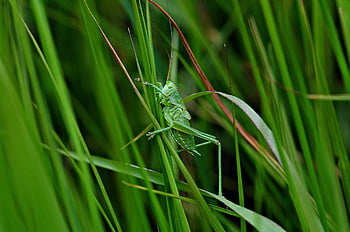 saranče, tettigonia viridissima, nymfa, hmyz, Příroda, louka