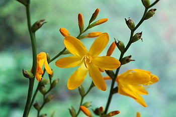 モンブレチア、 フラワーズ、 美しい花、 黄色い花、 花の壁紙、 花の背景、 crocosmia×crocosmiiflora、 閉じる、 フローラ、 低木、 庭園