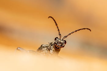 black-spotted Longhorn Beetle, beetle, insect, pest, animal, small, invertebrate, arthropod, wildlife, nature, macro