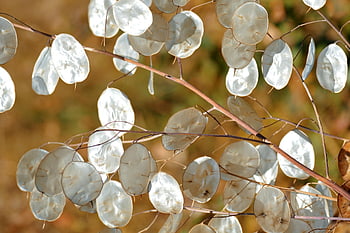 plant, silver Dollar Bush, money Plant, judas Silberling, lunaria Annua, nature, ornamental Plant, silver Leaf, annual Silver Leaf, cabbages, silver Leaf In The Garden
