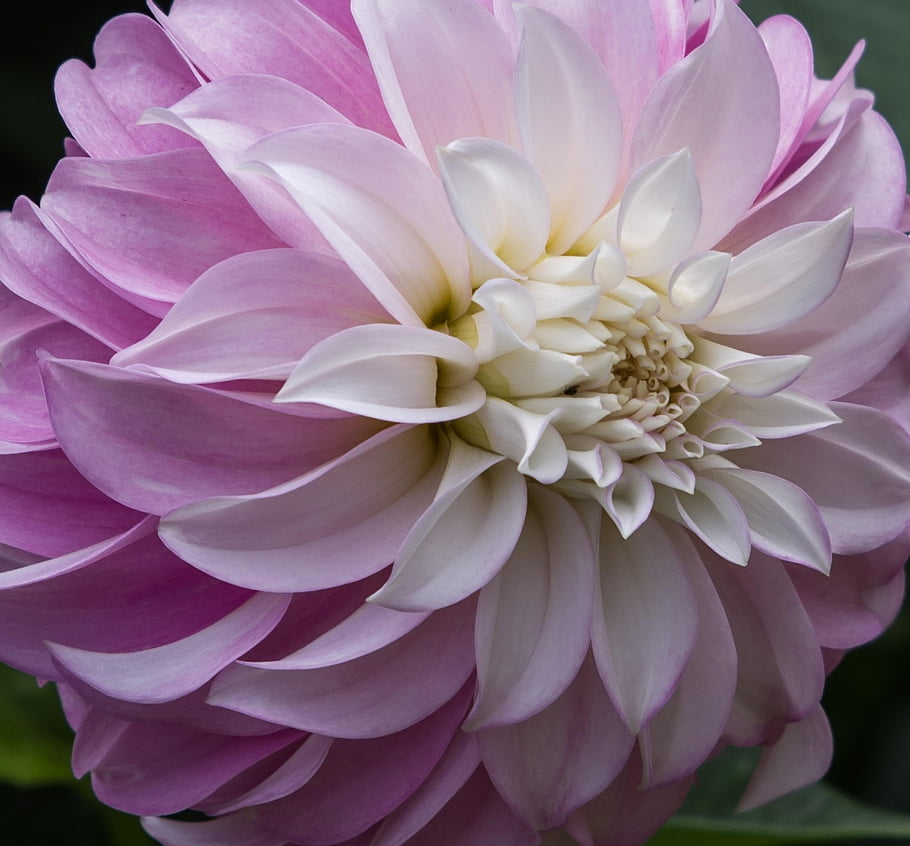 dahlia, flower, petals, bicolor Dahlia, blossom, bloom, flowering Plant, ornamental Plant, plant, flora, nature