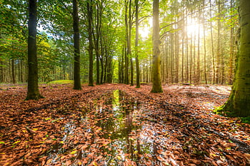 calea pădurilor, pădurea însorită, frunziș luminos, bălți reflectorizante, frunze uscate, toamna pădure, peisaj forestier, fotografia naturii, dupa ploaie, Podea de lemn