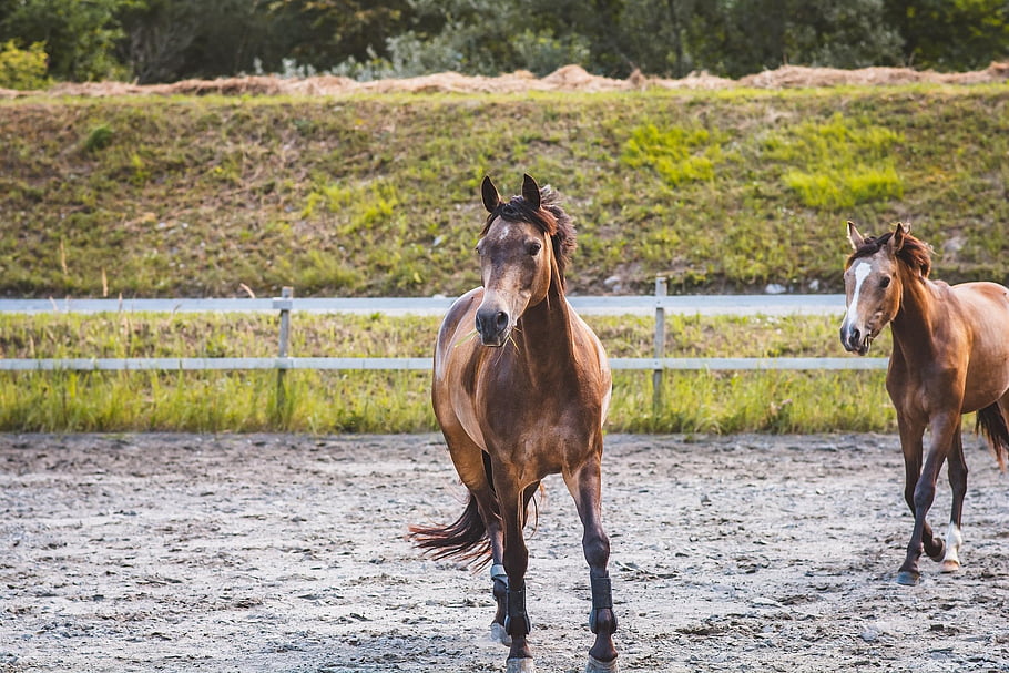 cavalli, pony, animali, equini, ritratto, equestre, azienda agricola, animali da fattoria, cortile della fattoria, cavalli marroni, natura