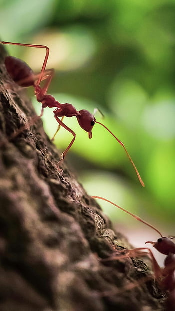 požární mravenci, Hrubý povrch, červený mravenec, kůra stromu, detail, rozmazané zelené pozadí, Podrobná fotografie, horolezectví mravence, fotografování přírody, hmyz makro, venkovní scénu