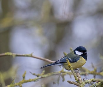 skvělá sýkorka, malý pták, Příroda, zahradní pták, zahrada, větev, větvička, peří, Pírko, greattit, pták