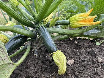 zucchini, garden, vegetable Garden, food, nature, harvest, green, healthy, vitamins, nourishment, vegetarian