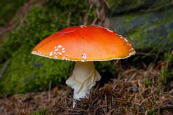 amanita Muscaria, mushroom, wild Mushrooms, red Hat, nature, spore, toxic, poisonous, forest, soil, mycology