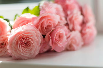 pink peony flowers, selective focus photography, indoor flowers, soft lighting, serene floral image, elegant flowers, pink roses, blooming flowers, floral photography, indoor roses, soft focus flowers