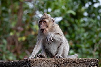 monkey, macaque, primate, long Tailed Macaque, crab-eating Macaque, mauritius Macaque, temple Macaque, long Tailed Monkey, jungle, mammal, cute