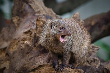 mongoose, animal, wildlife, nature, banded Mongoose, mammal, carnivore, closeup
