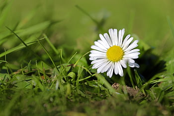 daisy, bellis Perennis, enduring, perennial, nature, in Measure Love, a Thousand Beautiful, m P, white Flower, petals, meadow