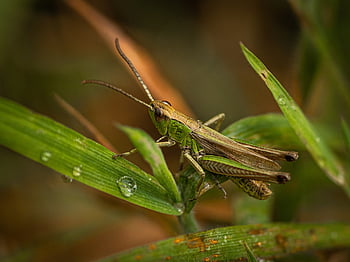saranče, hmyz, zvíře, Příroda, viridissima, sonda, letu hmyzu, mřížka, seepferdchen, stvoření, zahrada