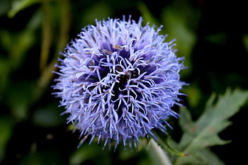 Echinops, fiore, cardo, fiore blu, pianta fiorita, fiorire, fioritura, pianta, orticoltura, avvicinamento, botanica