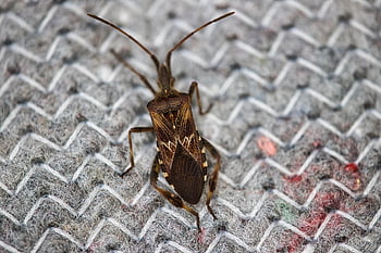 insekt, spionage, att lyssna, hemlig service, häxor av våren, sensor, ritning, bakgrund, textur, för tidig, trädgård