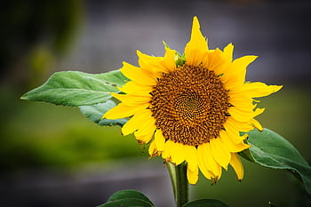 sunflower, flower, plant, helianthus Annuus, yellow Flower, flower Wallpaper, flower Background, petals, bloom, leaves, beautiful Flowers
