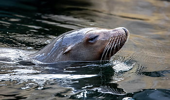 zeeleeuw, zegel, water, dier, vrouwelijke zeeleeuw, dieren in het wild, zoogdier, flippers, zwemmen, zee, zwembad