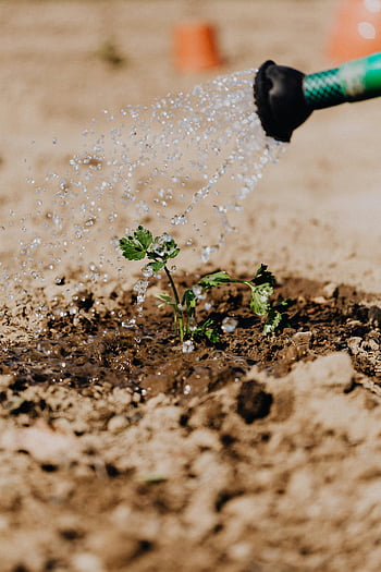 small plant, brown soil, watering, close-up, growth, nature, water droplets, garden, outdoor, green leaves, soil texture