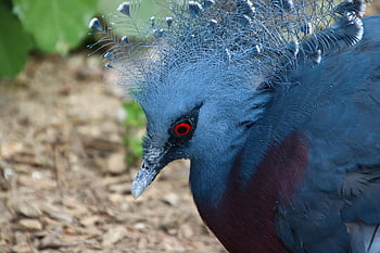 Goura, madár, kék, tollazat, egzotikus, természet, állatkert, állat, krontaube, Columbidae, fej