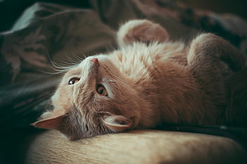 cat on cushion, cute kitten, soft fur, curious eyes, indoor cat, comfortable cat, lying cat, cozy cat, adorable kitten, pet photography, indoor pet