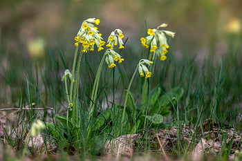 louka, žluté květy, kráva, Příroda, květy, Prvosenka prvosenka, primula veris, Prairie Sundrops, louka večer Primrose, list, jaro