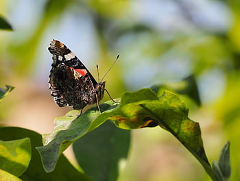 butterfly, admiral, insect, wing, nature, summer