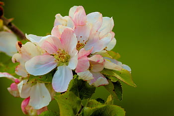 apple Blossom, fruit Tree Blossoming, fruit Tree, apple Tree, flower, petals, bud, leaves, flora, botany, spring