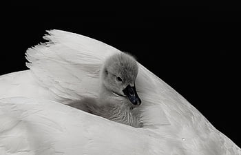 swan, cygnet, bird, chick, young Bird, waterfowl, water Bird, aquatic Bird, animal, feathers, plumage