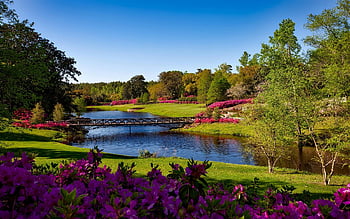 lentetuin, levendige roze bloemen, Serene rivier, pittoreske brug, groene gebladerde boom, waterlichaam, dag, landschap, blauwe lucht, natuurlijke omgeving, buiten schoonheid