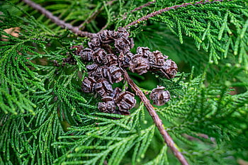 cypress, conifer, tree, plant, cypress Needles, cypress Cones, evergreen, branches, needle, coniferophyta, coniferae