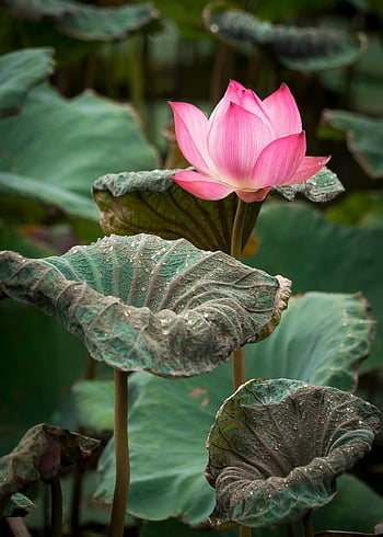 lotus, květ, krásné květiny, růžový květ, lotosový květ, květinové pozadí, květinové tapety, lotosové listy, okvětní lístky, růžové okvětní lístky, flóra