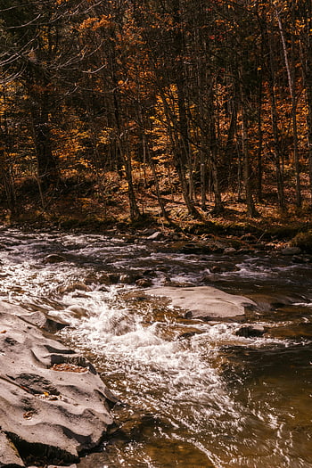 autumn forest, river, stones, creek, vibrant foliage, tranquil, flowing water, fall season, natural scenery, outdoor landscape, forest stream