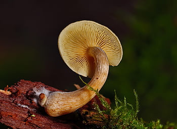 mushroom, fungus, mycelium, nature, forest Mushroom, wild Mushroom, mycology
