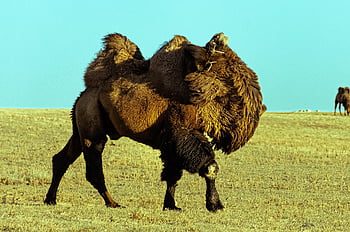 cammello maschio, Gobi, Mongolia, steppa, cammello, natura