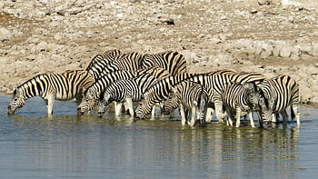zebras, water Point, safari, drink, the Water, animals, mammals, wildlife, fauna, nature, etosha
