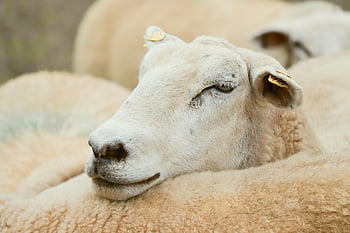 sheep, animal, mammal, head, farm Animal, face, cattle, wool, nature, the World Of Animals, close Up