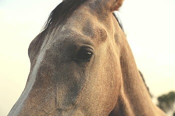 hnědý kůň, detailní fotografie, Podrobné funkce, Přírodní krásy, portrét koně, fotografování zvířat, fotografování koní, koňské oko, tvář koně, venkovní fotografie, hnědá hlava koně